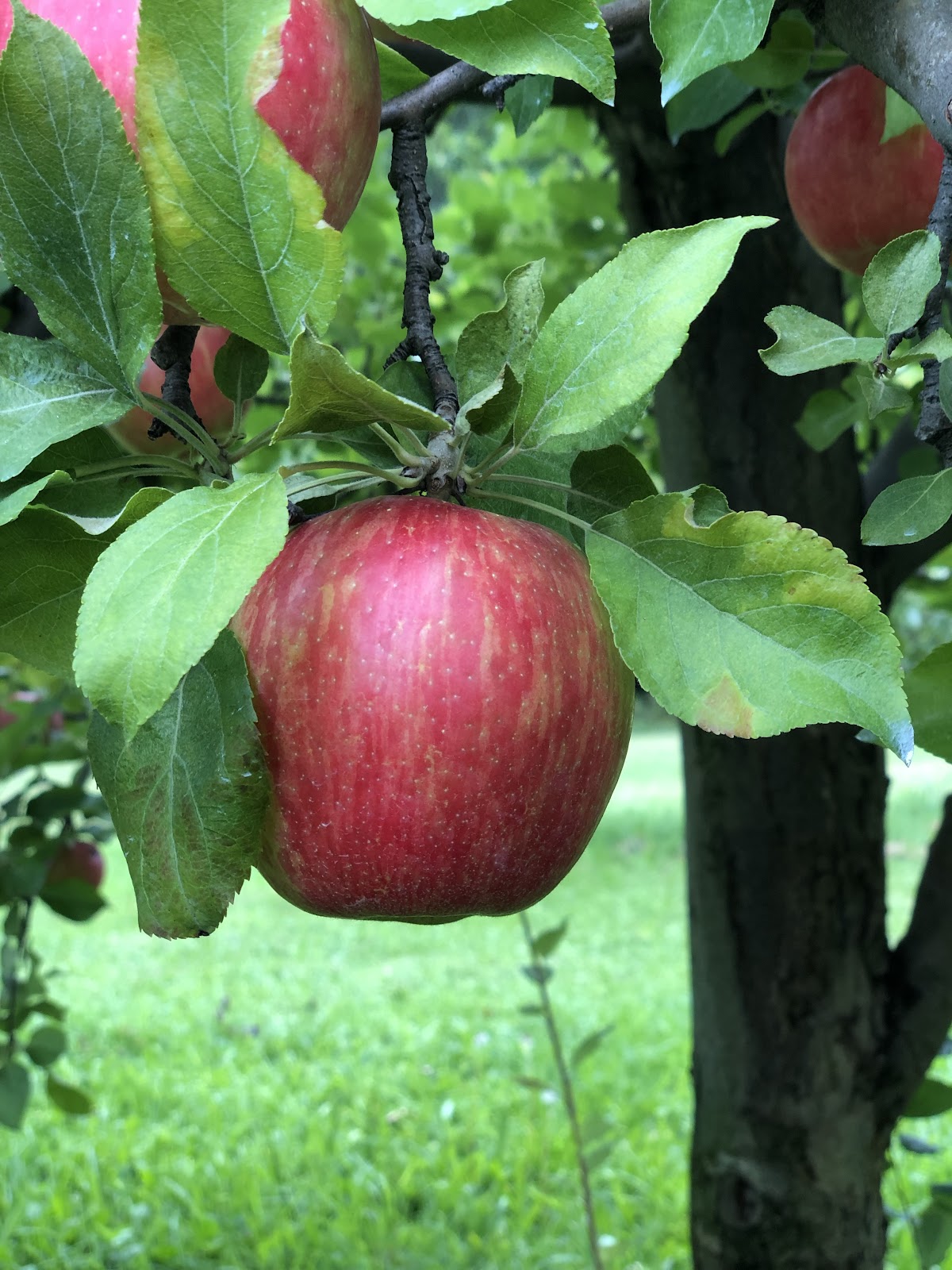 Woodman Hill Orchard apple orchard in Vergennes, Vermont