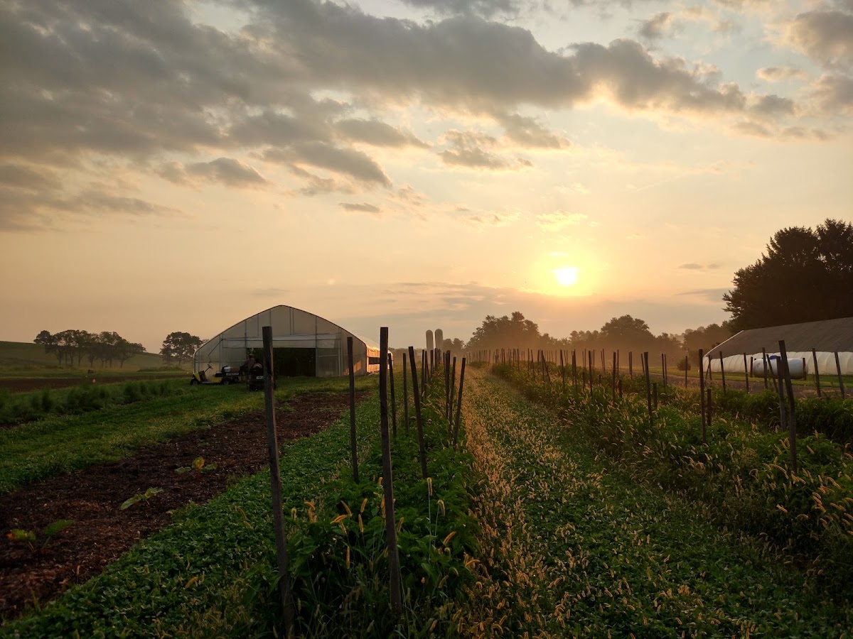Rodale Institute apple orchard in Kutztown, Pennsylvania