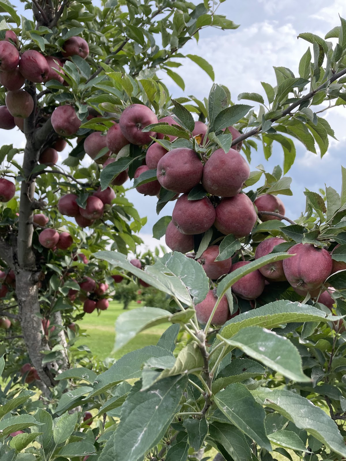 Gibbsville Orchard apple orchard in Sheboygan Falls, Wisconsin