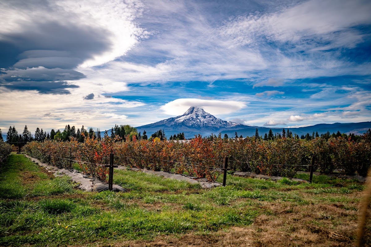 Draper Girls Country Farm apple orchard in Parkdale, Oregon