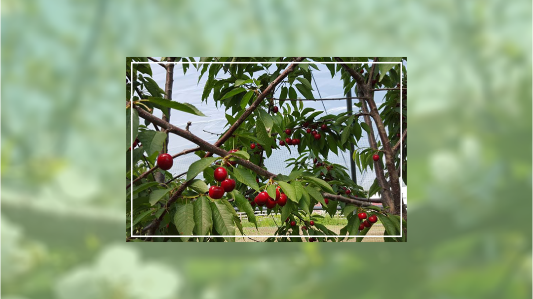 Blossom Hill Orchard apple orchard in Avilla, Indiana