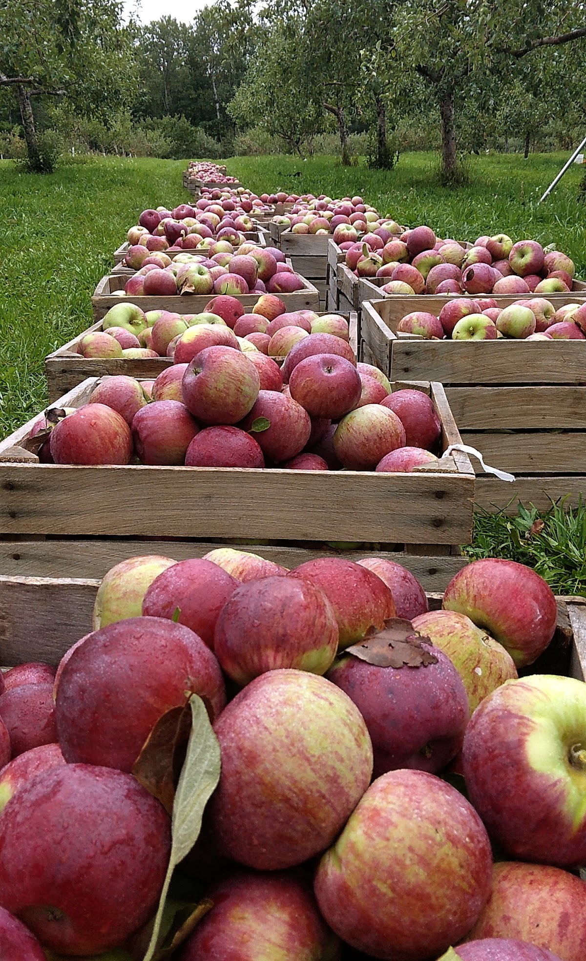 Sunset Valley Orchard and Apple Branch Gift Shoppe apple orchard in Bayfield, Wisconsin