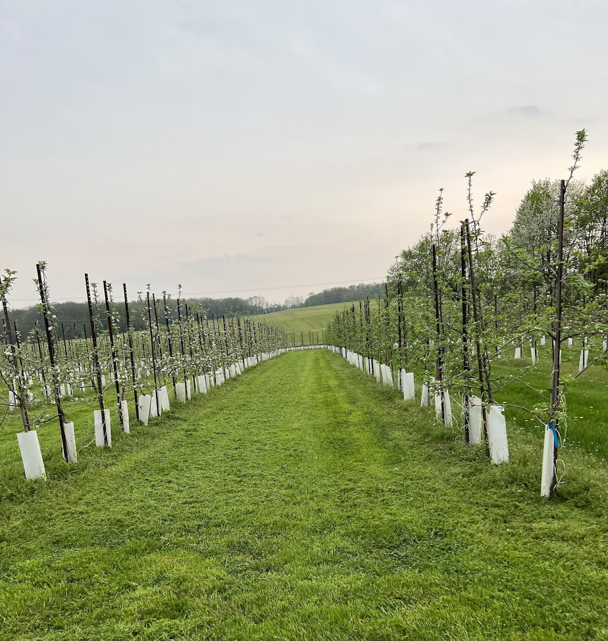 Summersweet Orchard apple orchard in Caledonia, Michigan