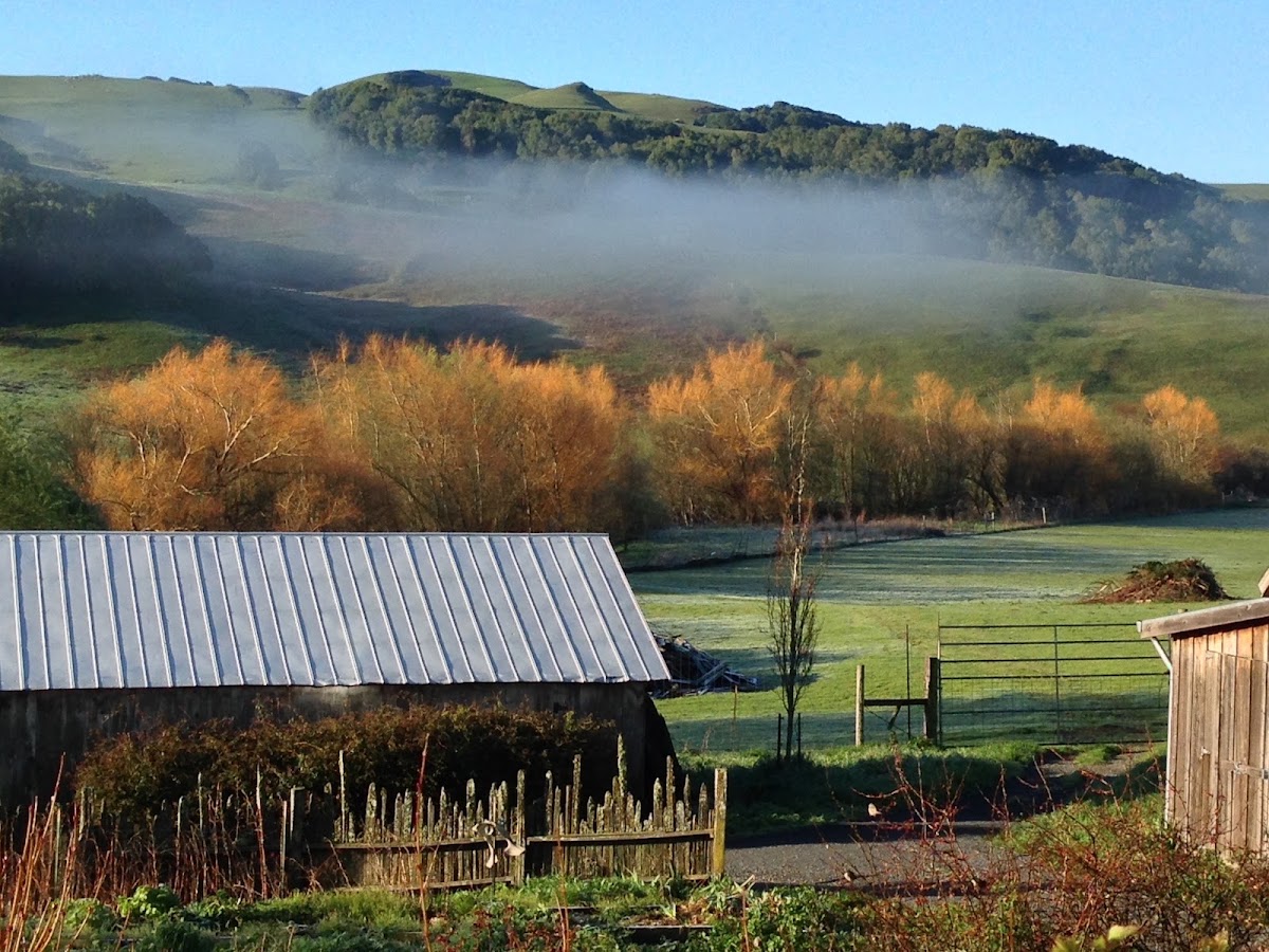 Chileno Valley Ranch apple orchard in Petaluma, California