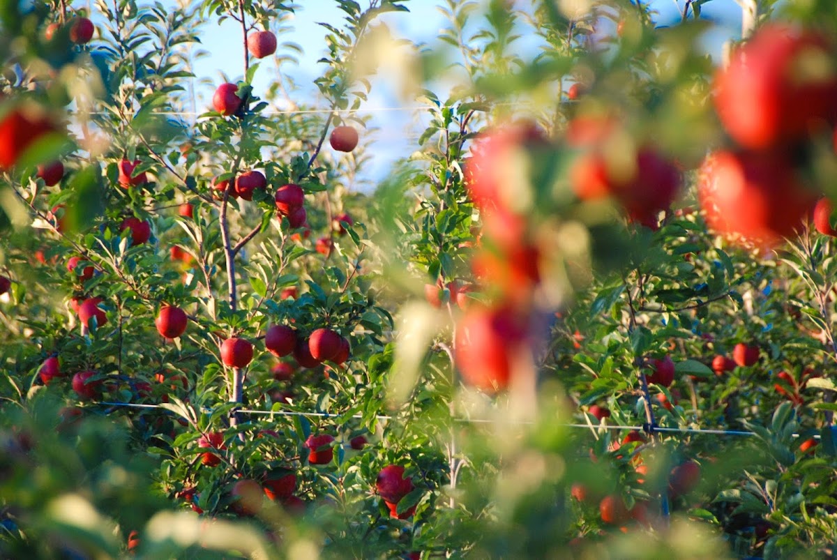 Harbes Orchard apple orchard in Riverhead, New York