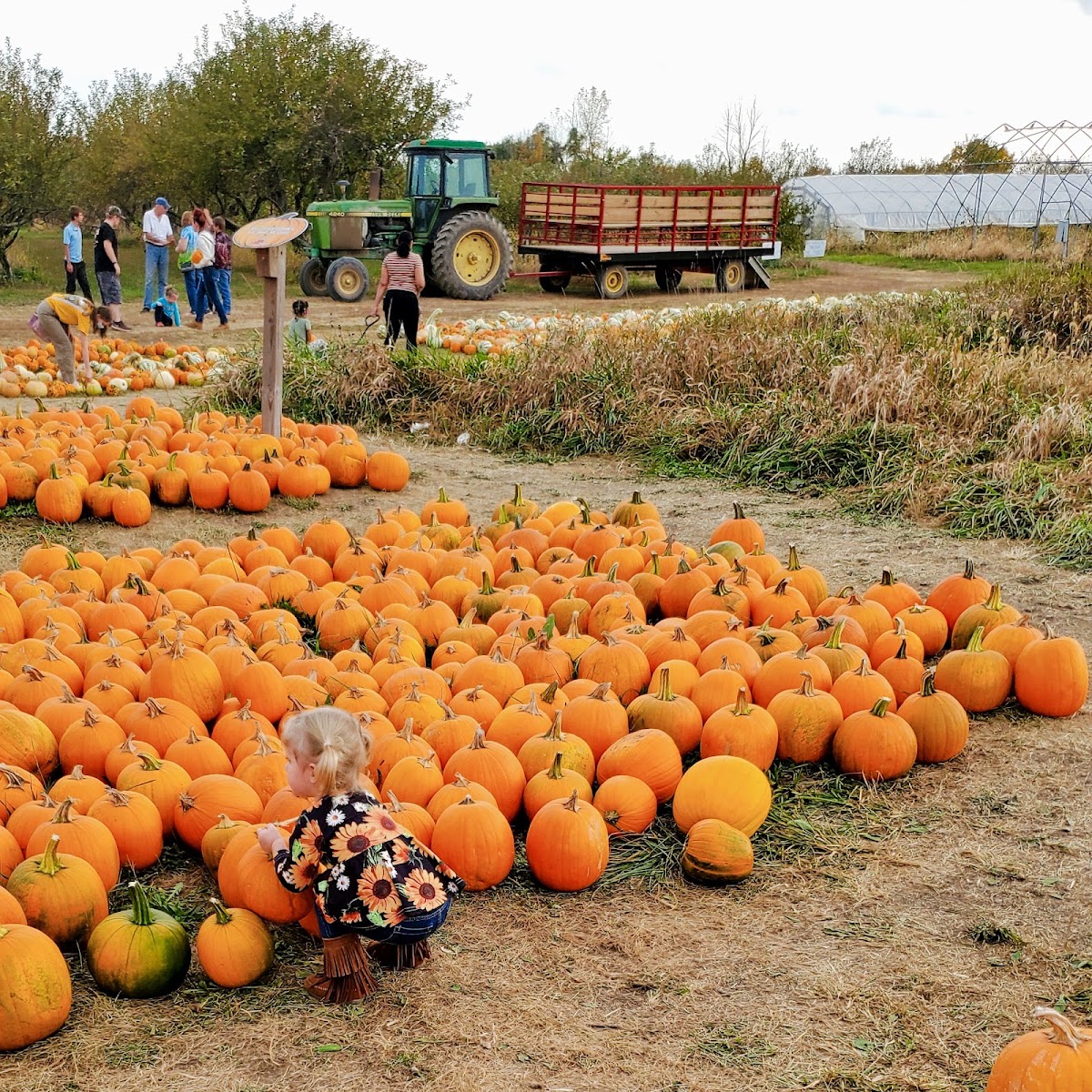 Jacobs' Family Orchard apple orchard in New Castle, Indiana