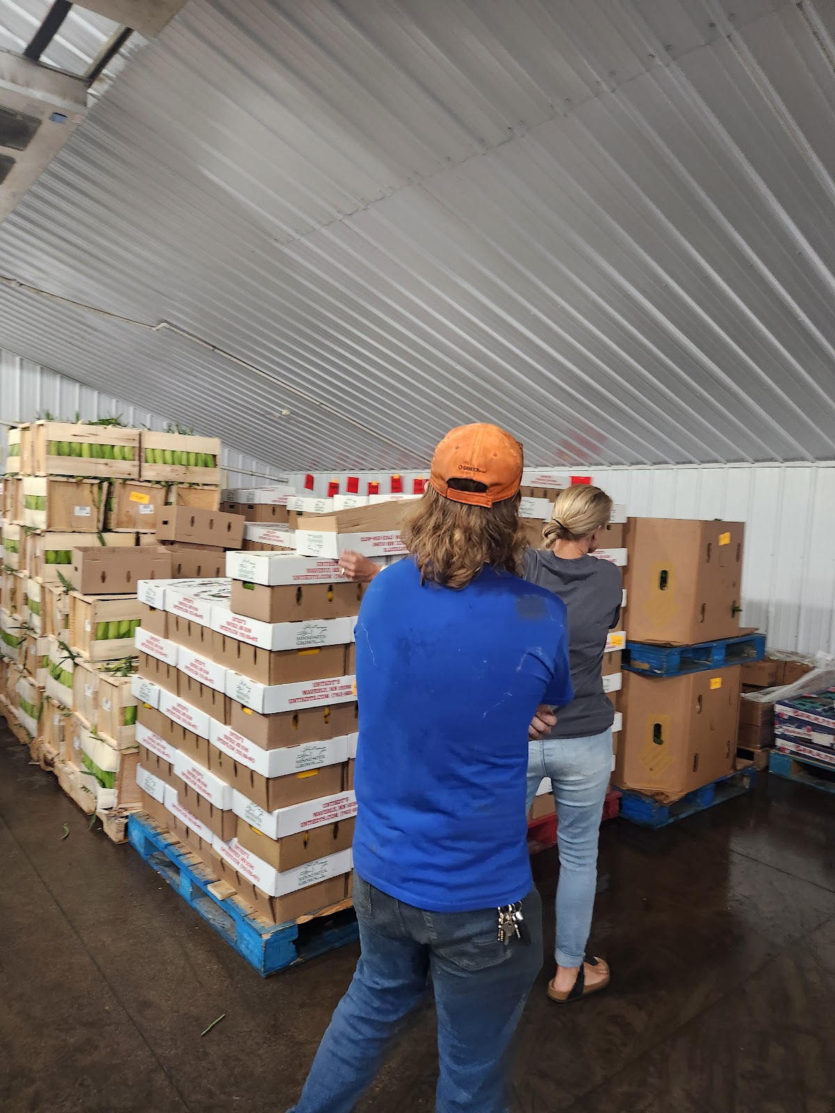 Untiedt's Vegetable Farm, Inc. apple orchard in Waverly, Minnesota