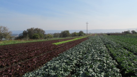 High Ground Organics apple orchard in Watsonville, California