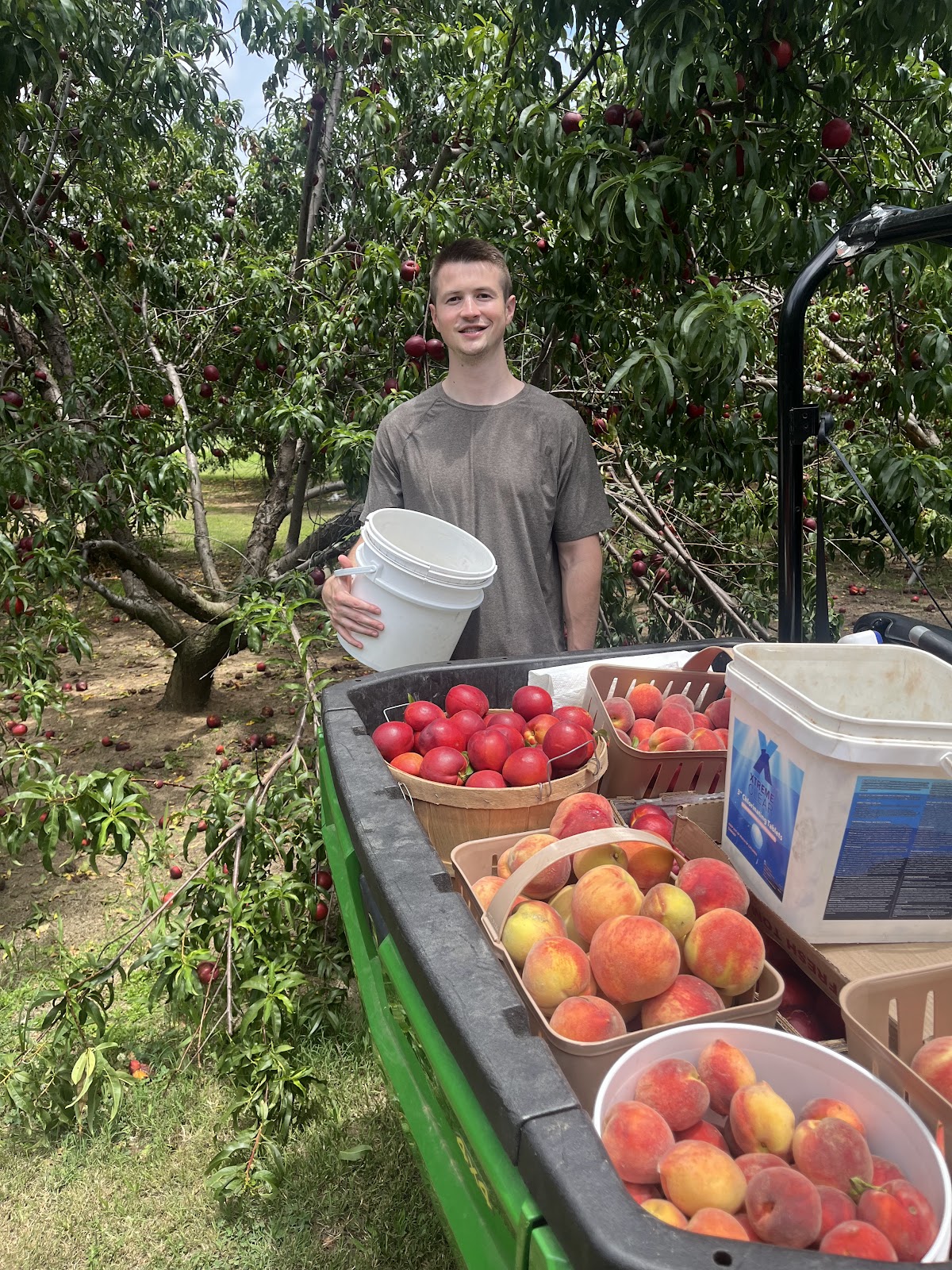Caubble & Son’s Orchard and Ranch apple orchard in Wynne, Arkansas