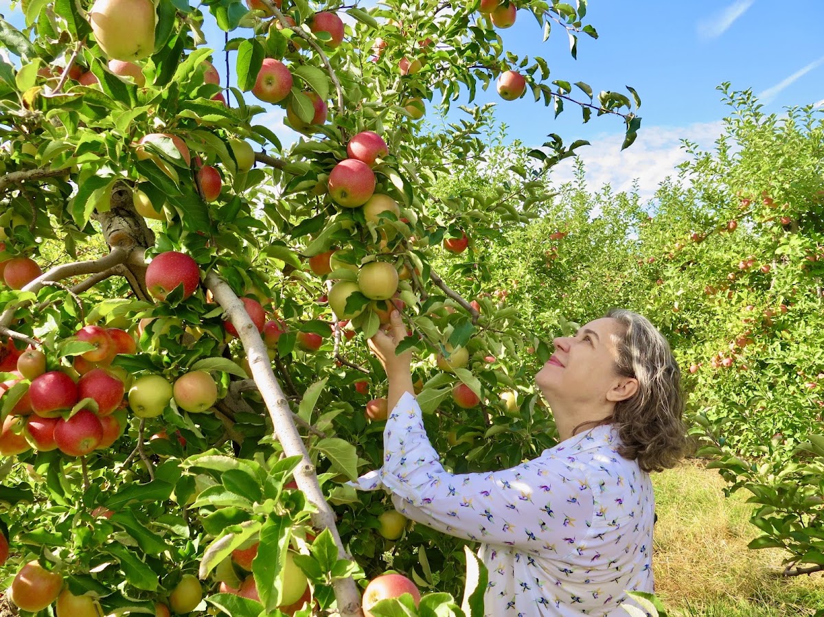 Melick's Town Farm Cider Mill and Orchard apple orchard in Oldwick, New Jersey