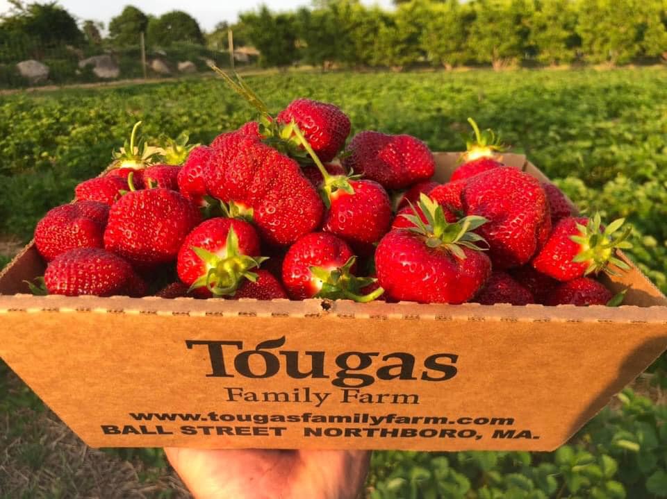 Tougas Family Farm apple orchard in Northboro, Massachusetts