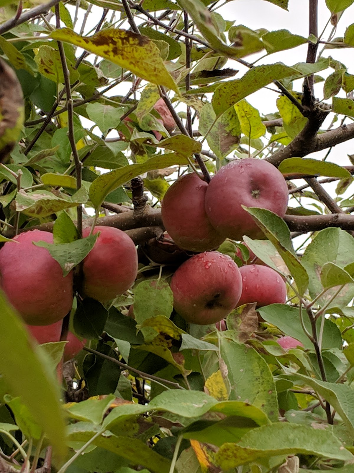 Bauer's Apple Shed apple orchard in Greenville, Wisconsin