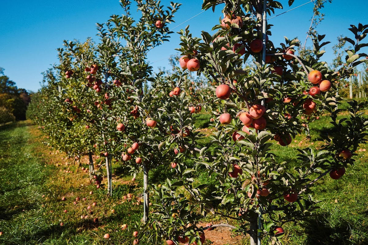 FT Valley Farm apple orchard in Sperryville, Virginia