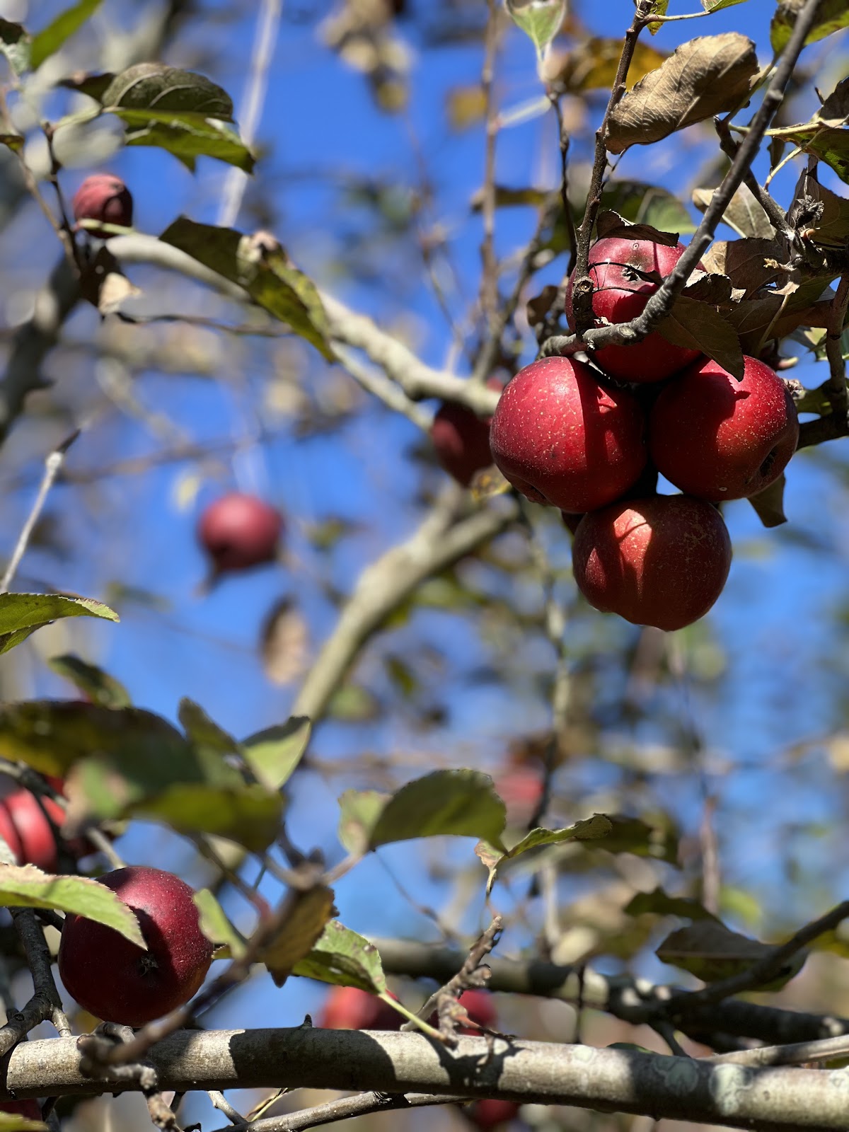 England Street Orchard and Apiary apple orchard in Callao, Missouri