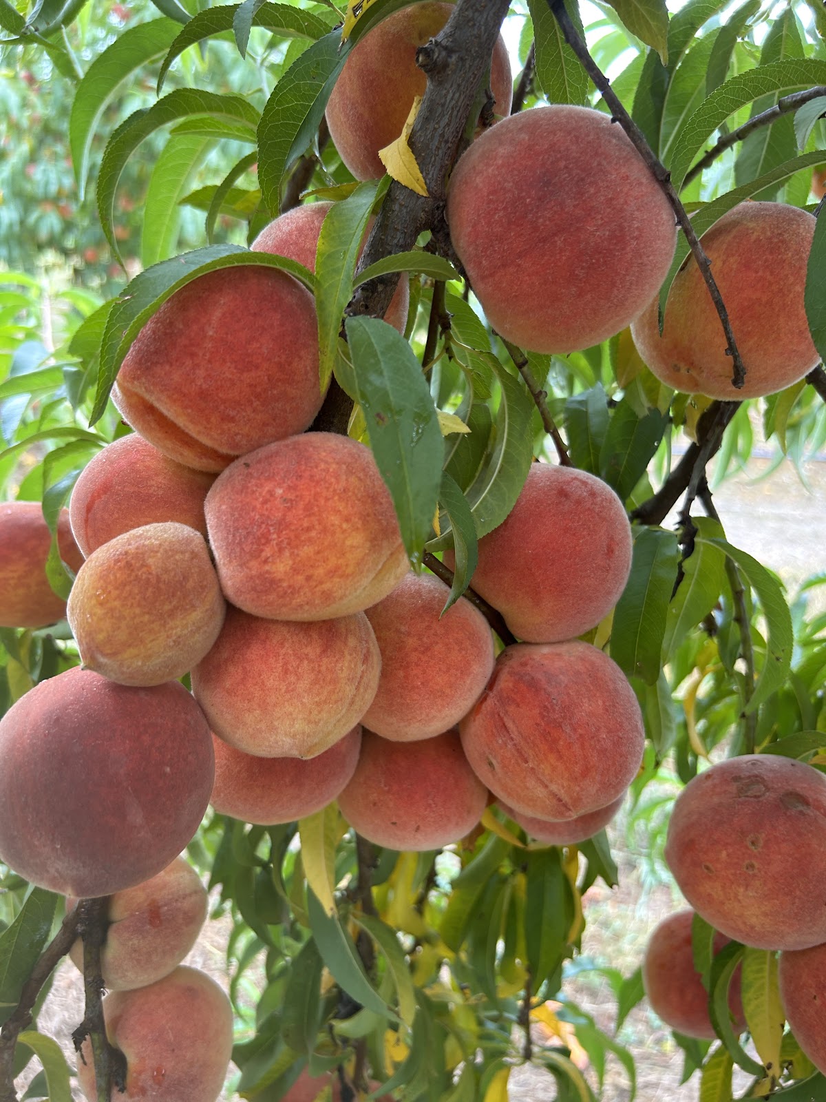 Good Family Farms Peach Orchard apple orchard in Goodwater, Alabama