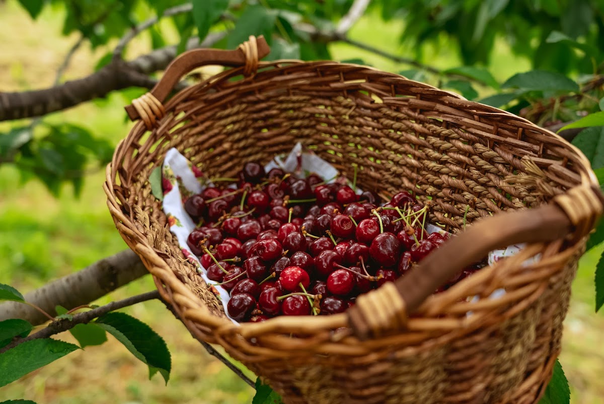 H.C. Harold Orchard apple orchard in Ararat, Virginia