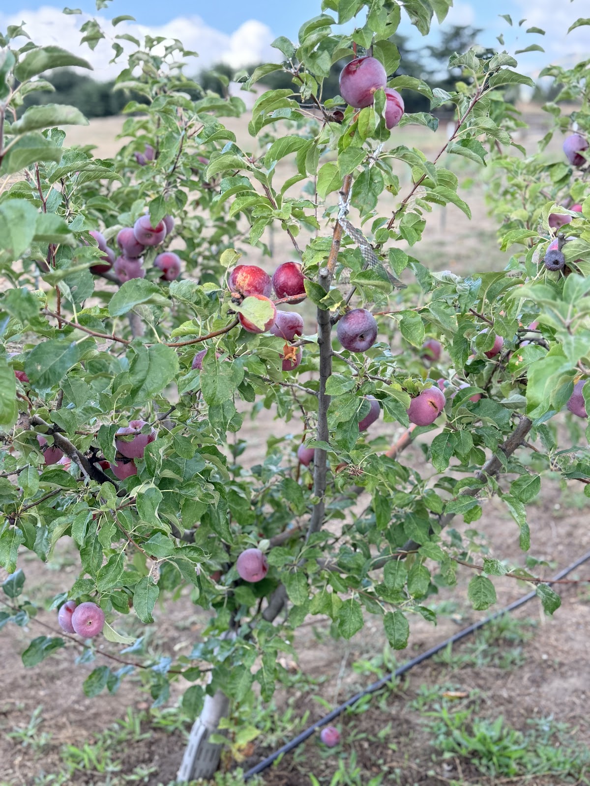 Crosscut Farm and Orchard apple orchard in Julian, California