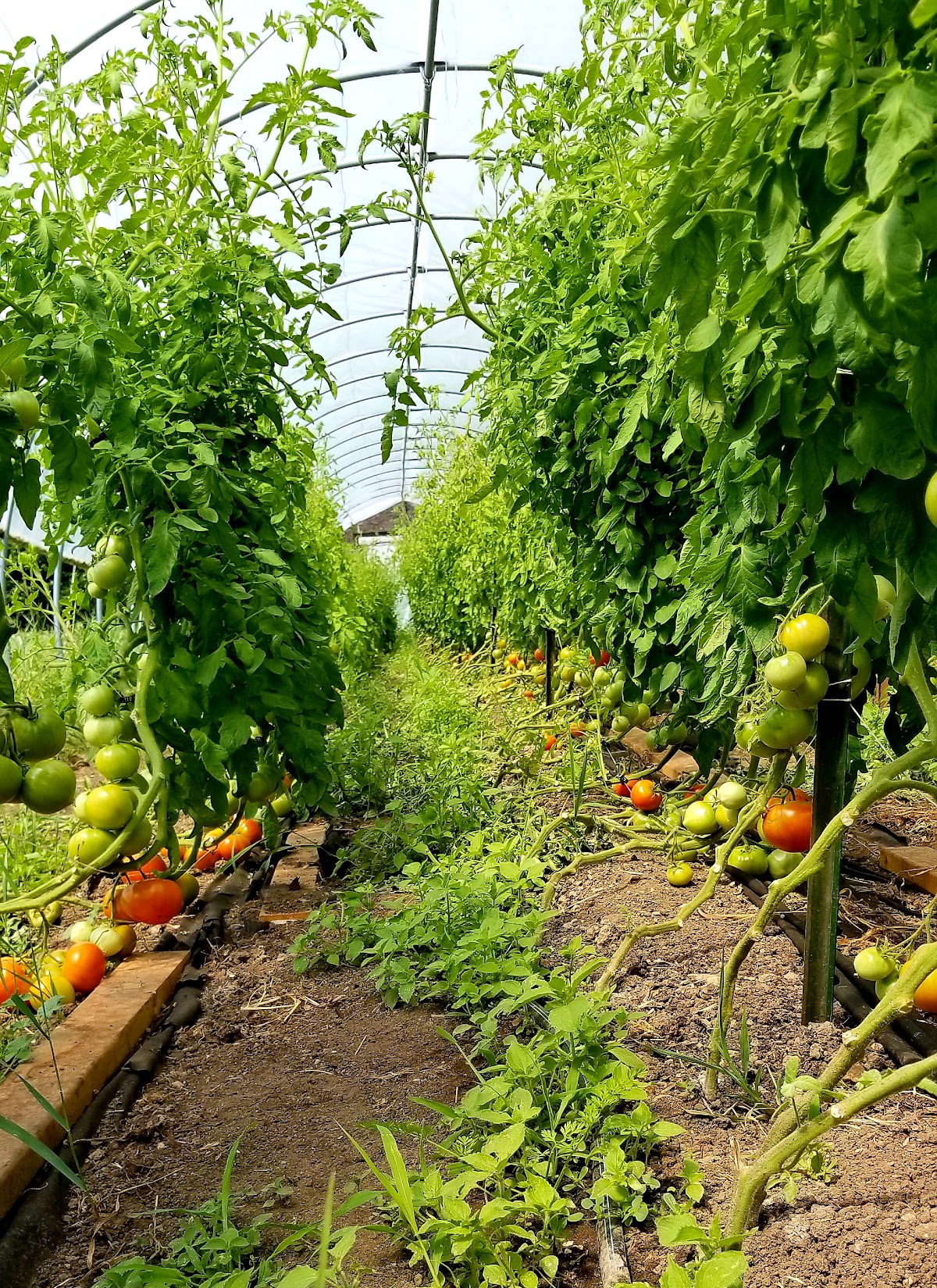 Wellspring Education Center & Organic Farm apple orchard in West Bend, Wisconsin