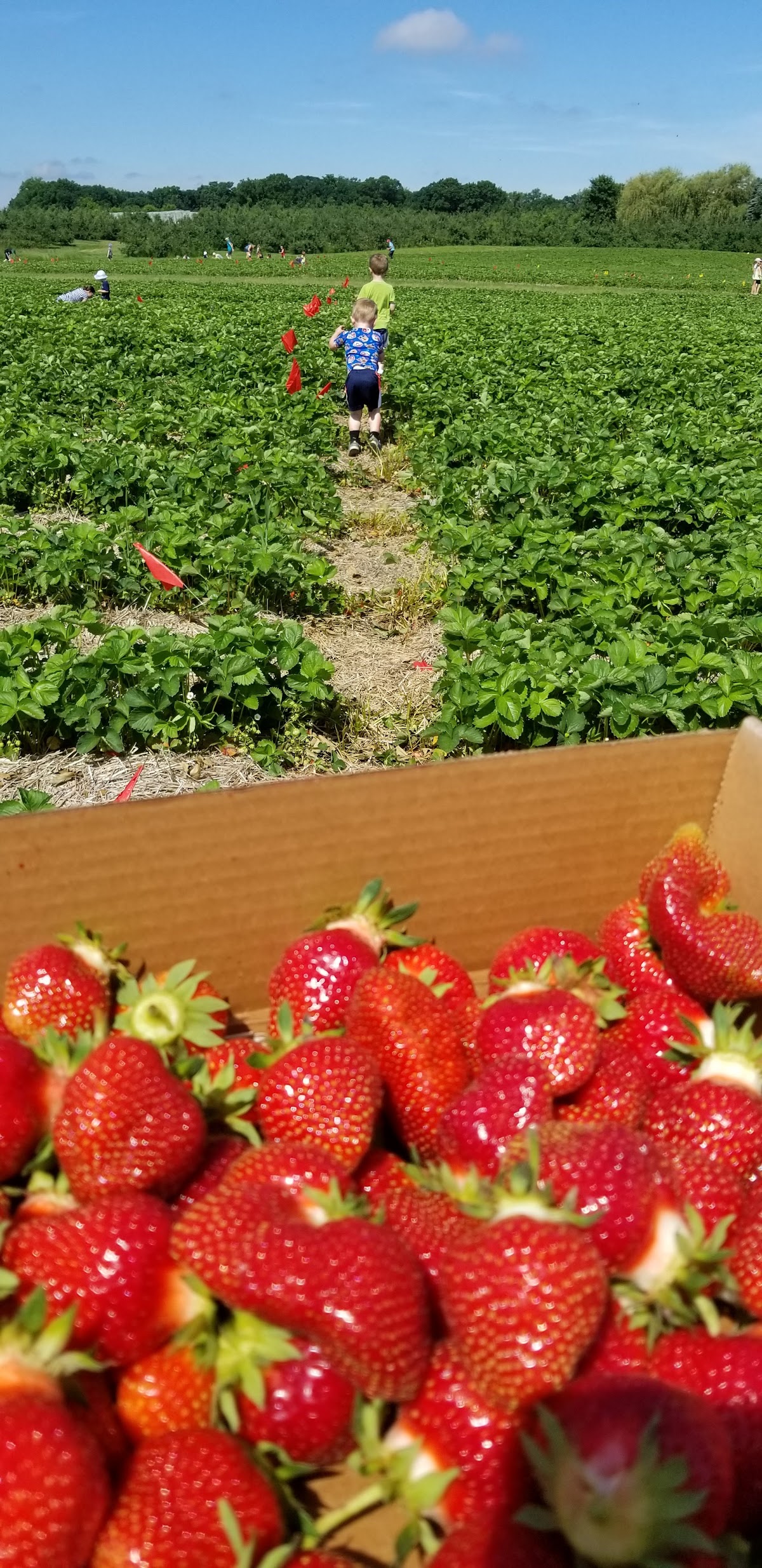 Pine Tree Orchard Strawberry Field apple orchard in Saint Paul, Minnesota