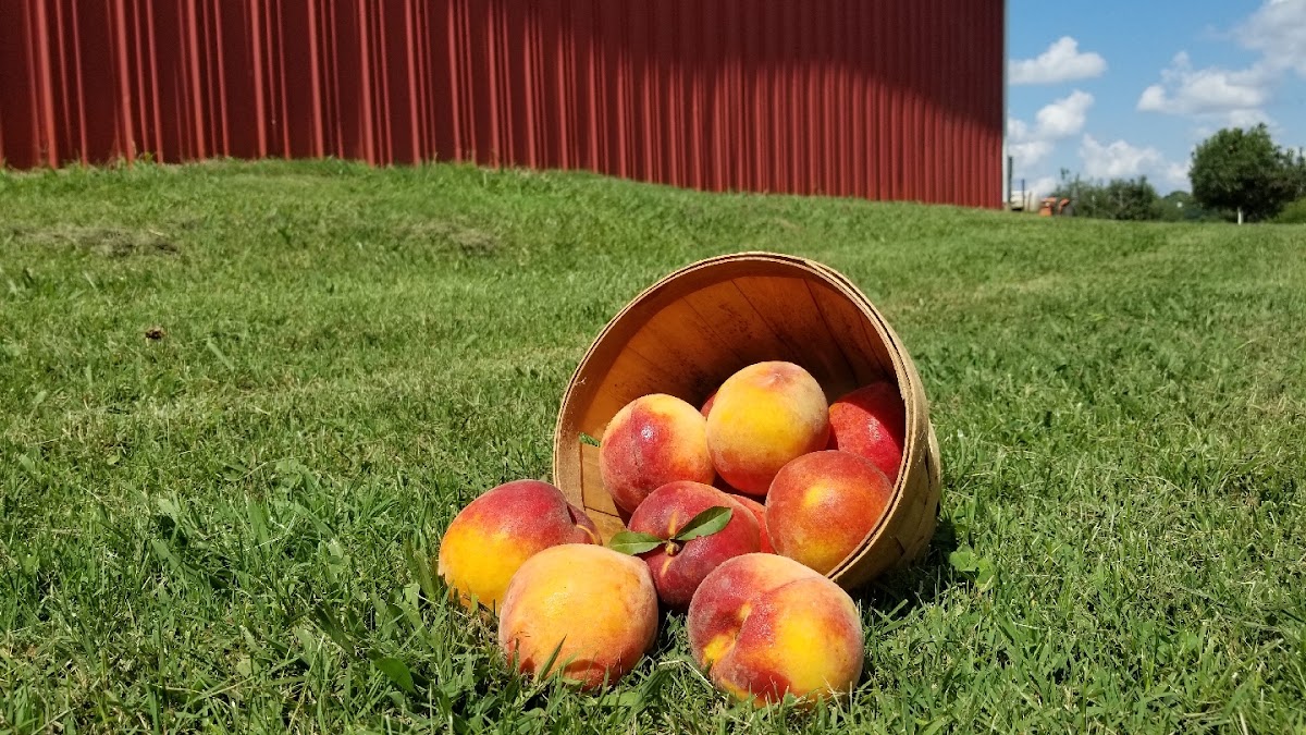 Fresh and Local apple orchard in Nashville, Tennessee