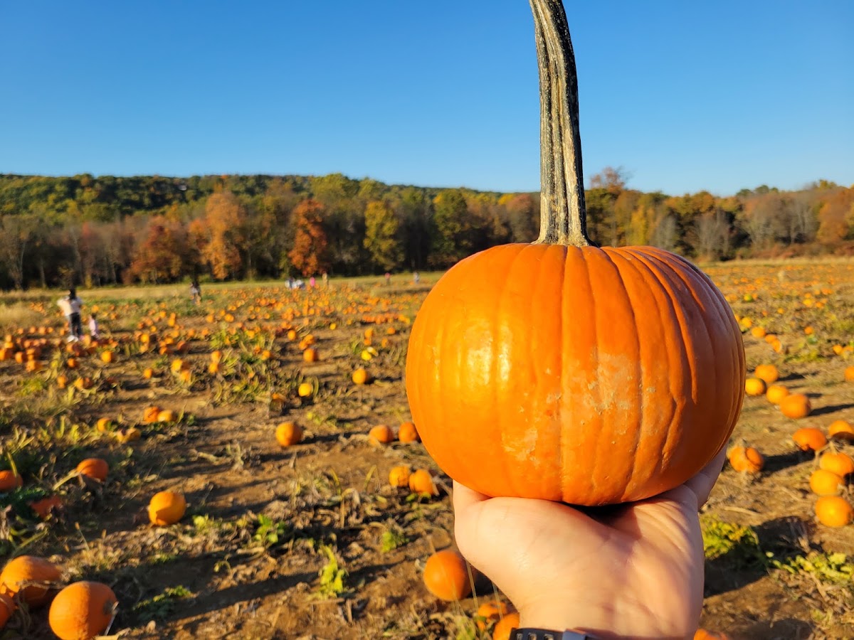 Ort Farms apple orchard in Long Valley, New Jersey