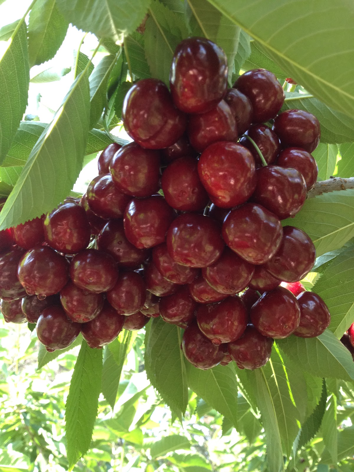 Getman's Cherry Red Orchard apple orchard in Bigfork, Montana