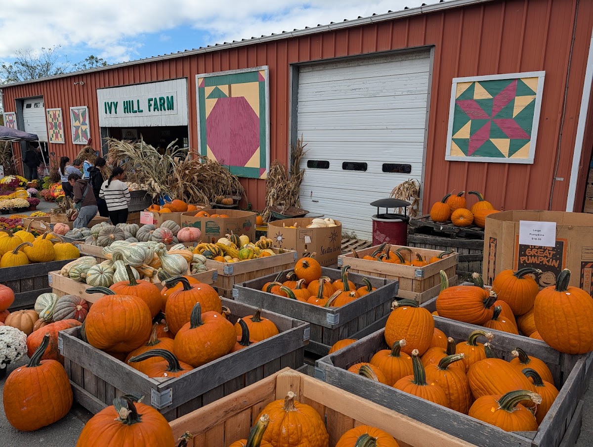 Shady Hill Farm & Orchard - apple orchard in Marston, Maryland