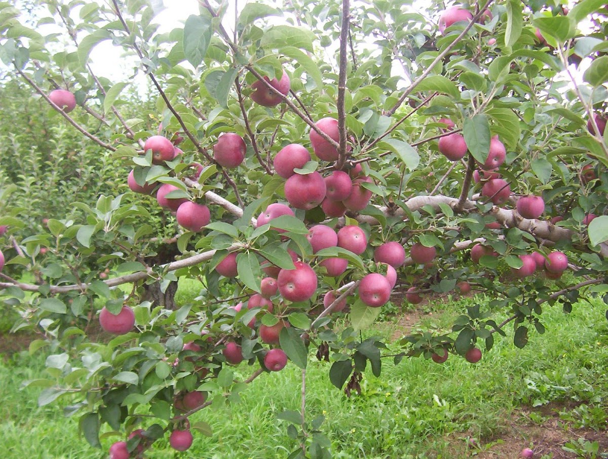 Breezy Meadows Orchard &amp; Nursery apple orchard in Tinmouth, Vermont