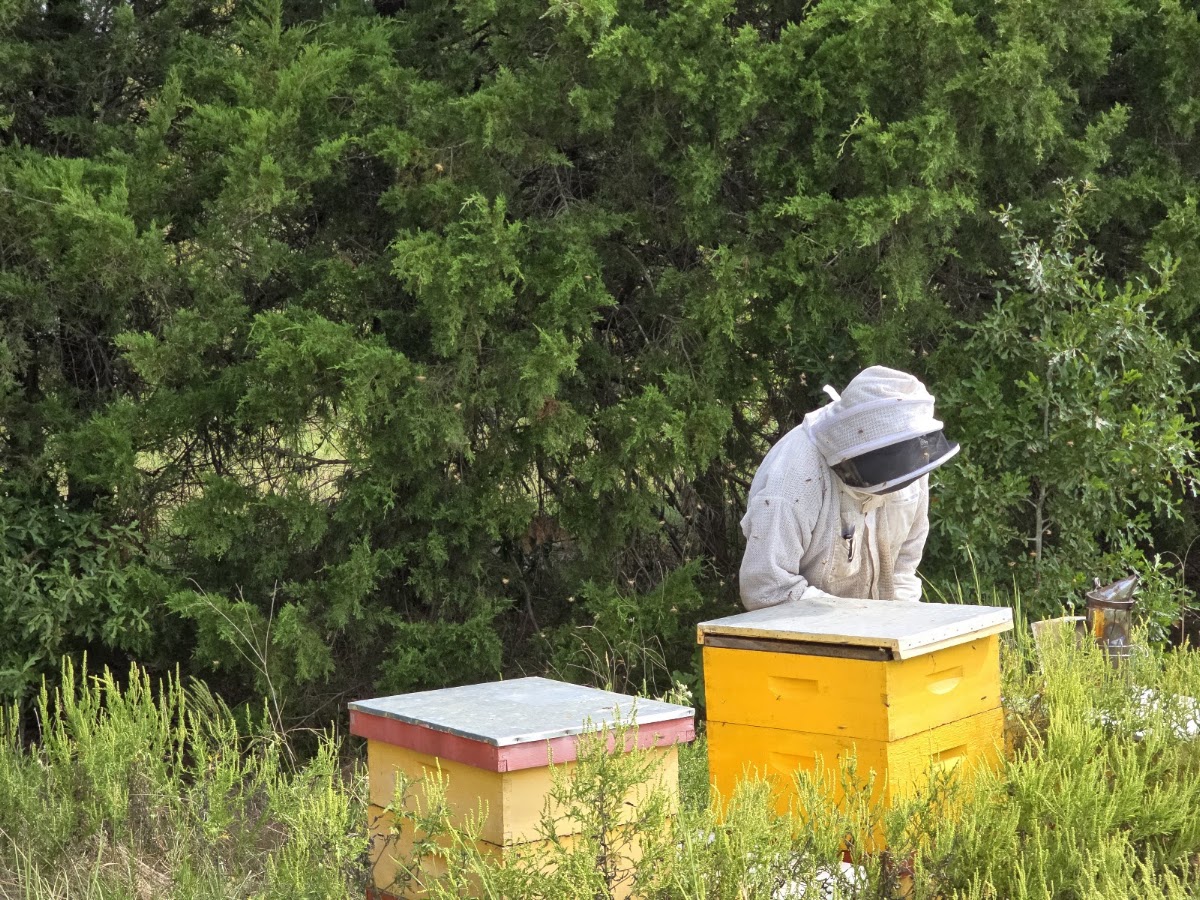 Honey Apple Farm apple orchard in Ben Wheeler, Texas