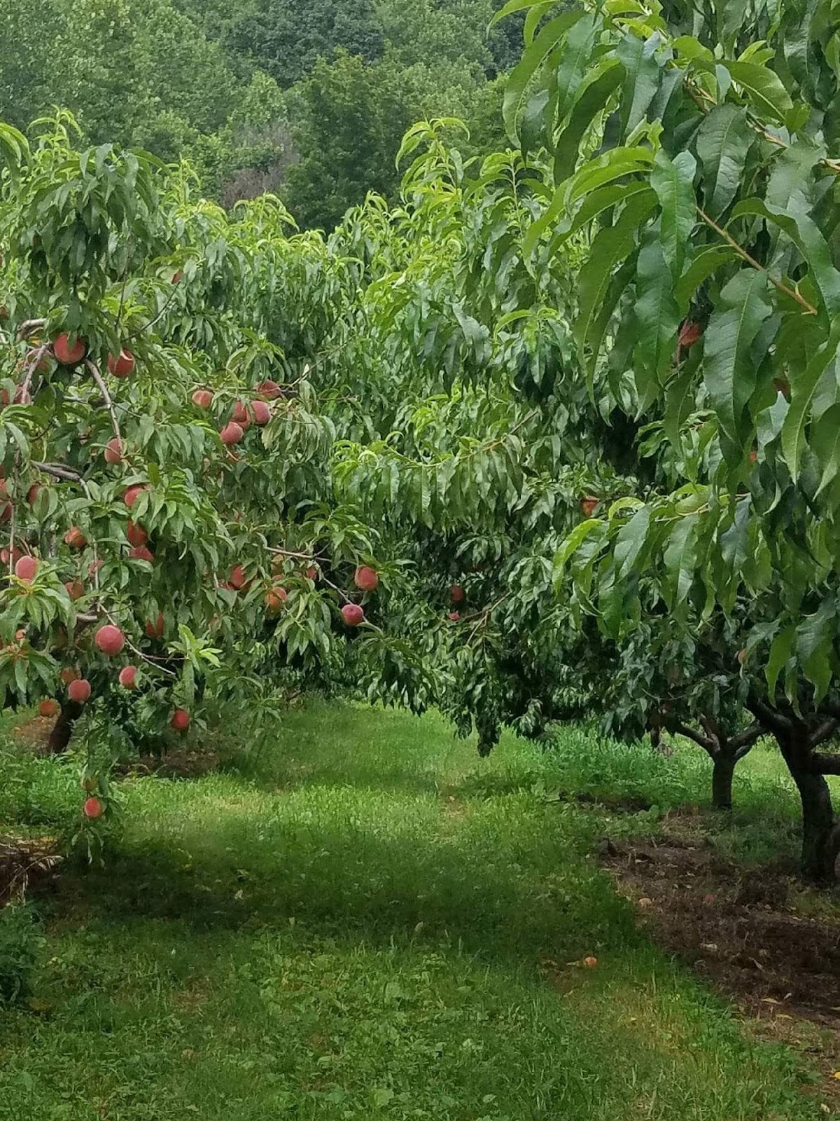 Berrier Farms, Inc. apple orchard in Cana, Virginia