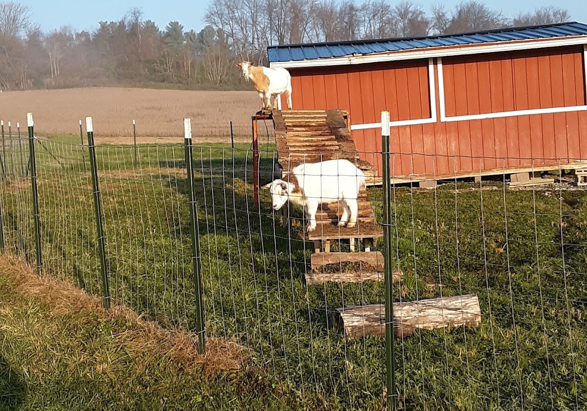 Evermore Farm apple orchard in Westminster, Maryland