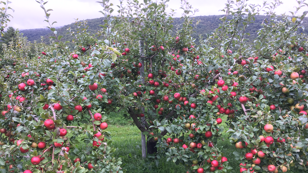 Mad Tom Orchard apple orchard in East Dorset, Vermont