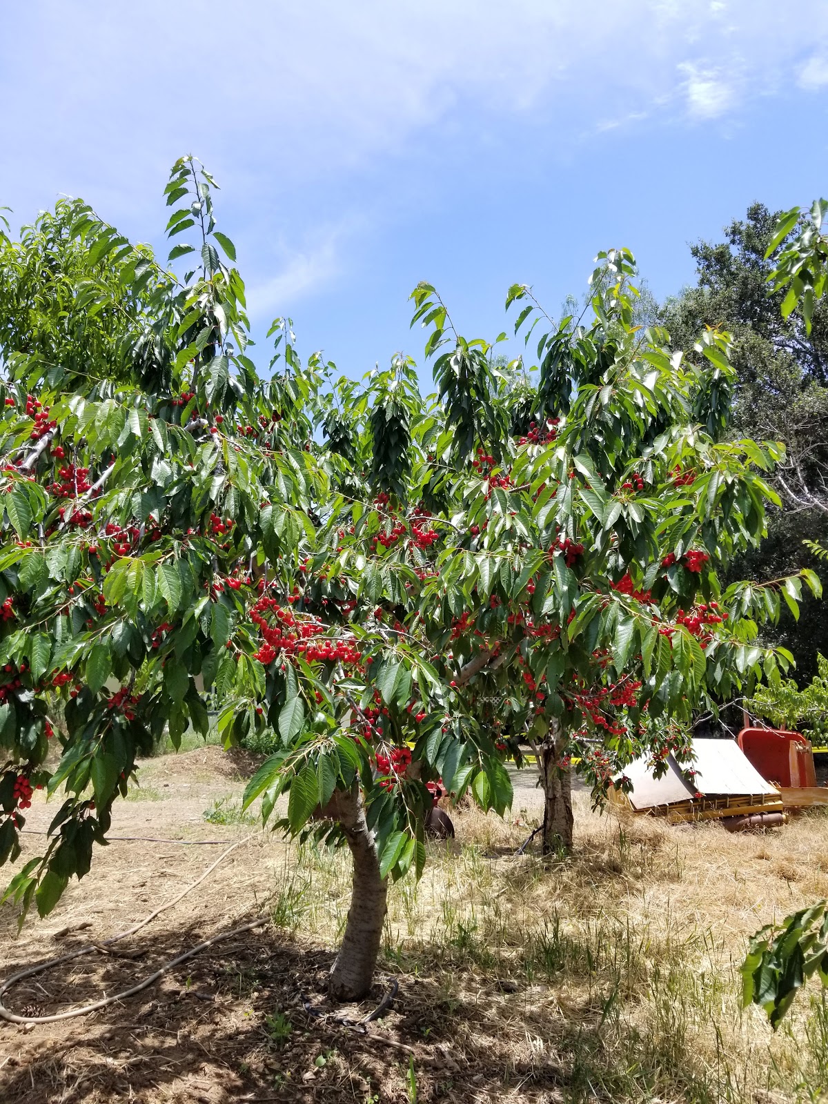 Guldseth Cherry Orchard apple orchard in Beaumont, California