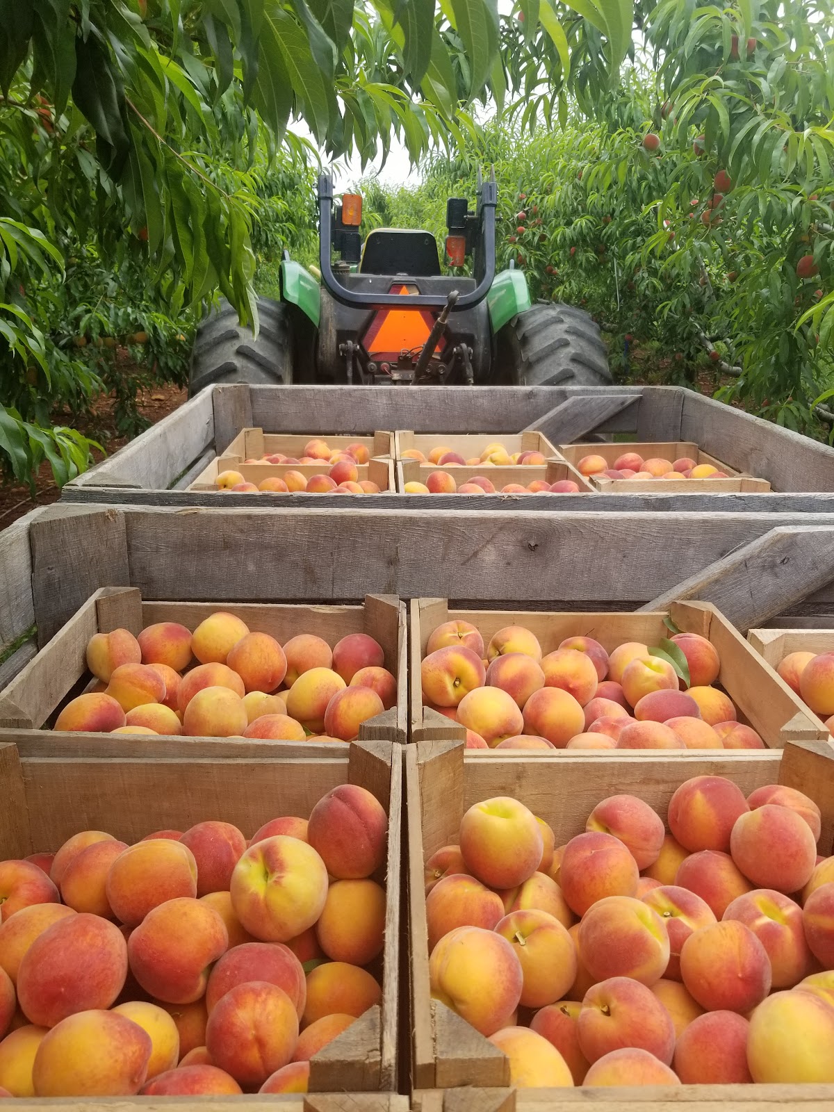 4P Foods apple orchard in Washington, District of Columbia