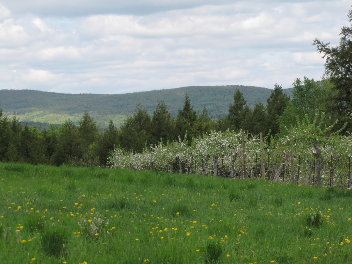 Paradise Farm apple orchard in Lyndeborough, New Hampshire