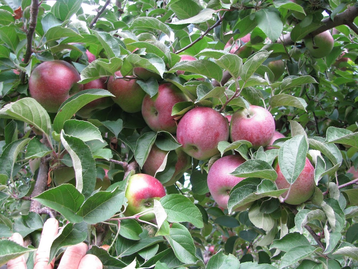 Appleland Orchard apple orchard in Greenville, Rhode Island