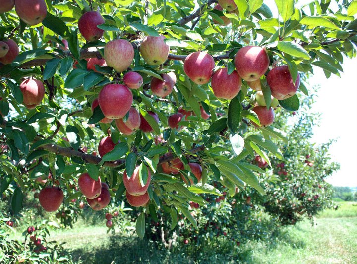 Dougherty Orchard apple orchard in Cambridge City, Indiana