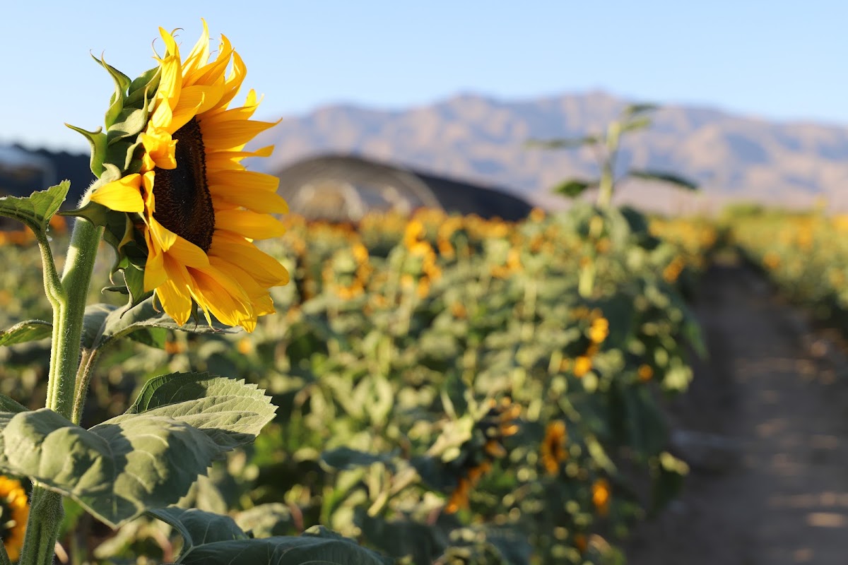 Gilcrease Orchard Foundation apple orchard in Las Vegas, Nevada
