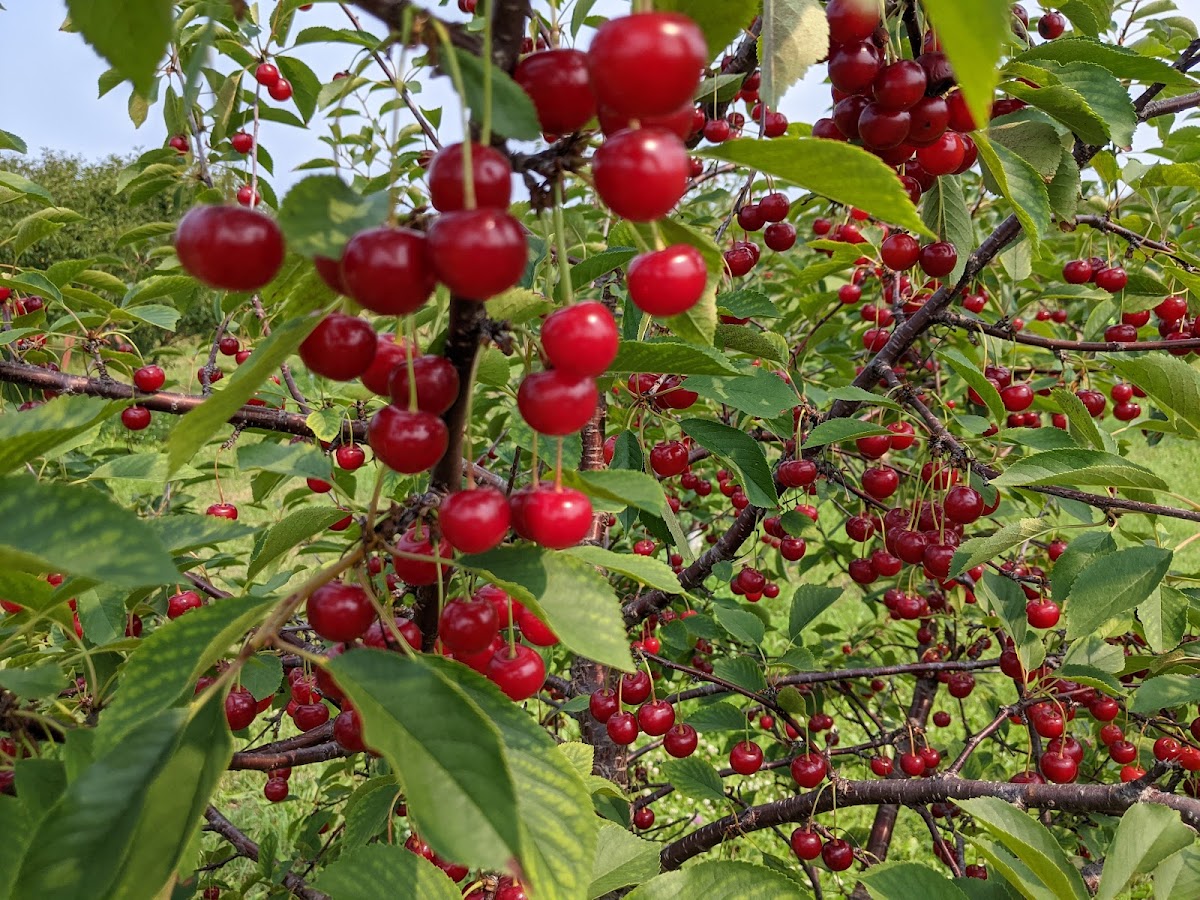 Kielar Akers Orchard apple orchard in Sturgeon Bay, Wisconsin