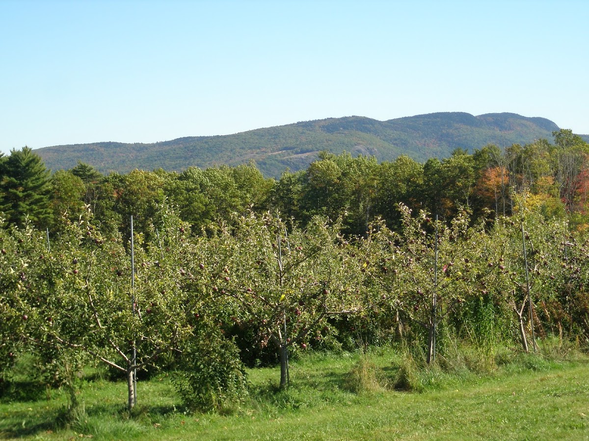 Hardy Farms Apple Orchard apple orchard in Hope, Maine