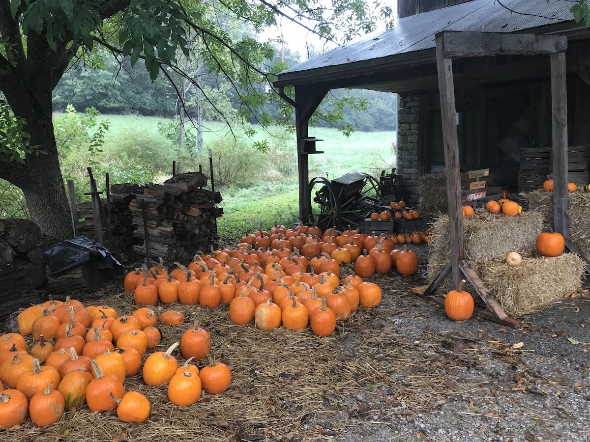 Hollmeyer's Orchard apple orchard in Cincinnati, Kentucky