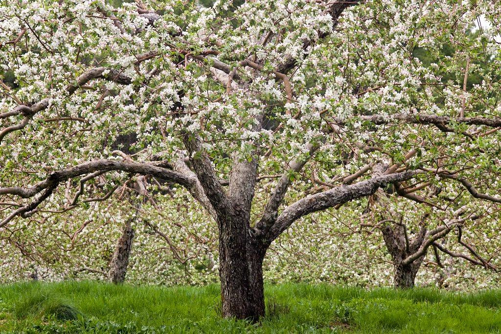 Hansel's Orchard apple orchard in North Yarmouth, Maine