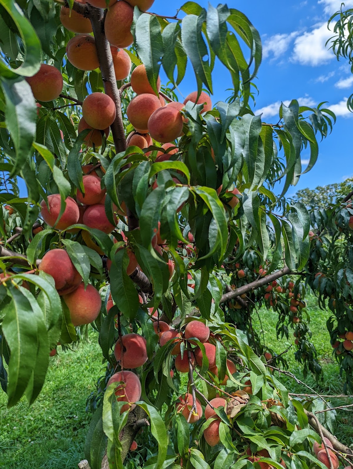 Lehmans Orchard apple orchard in Niles, Michigan