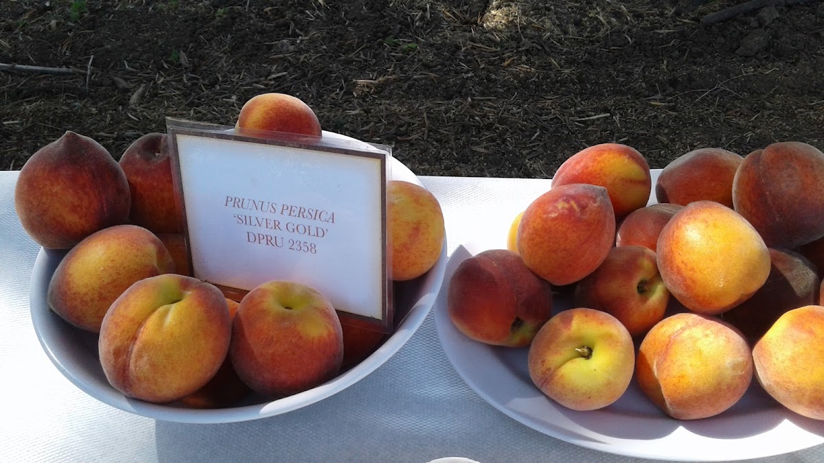 Wolf Orchard apple orchard in Corning, California