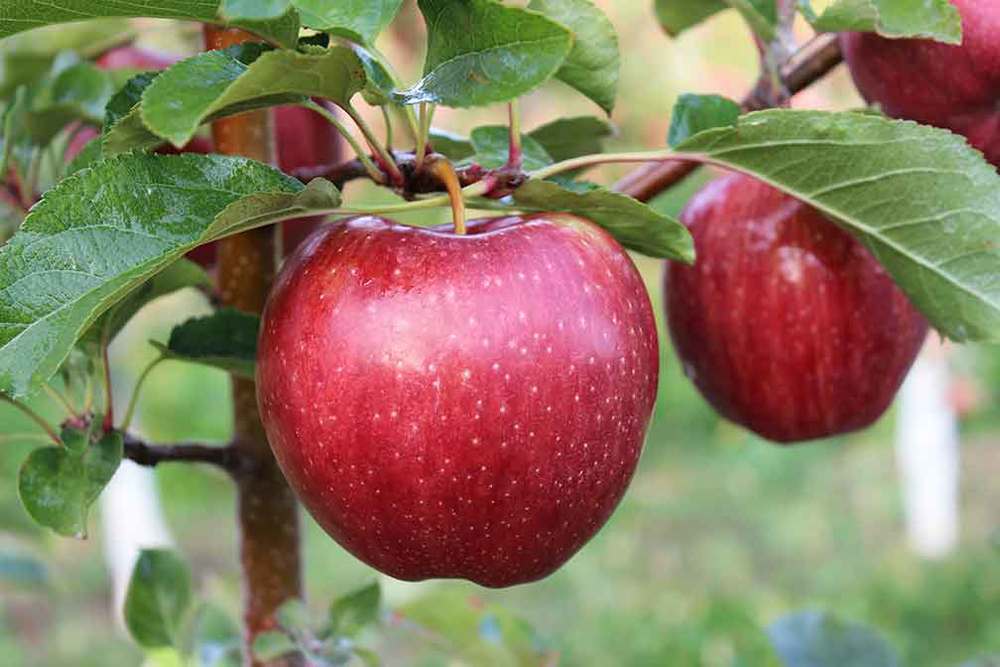 Clem's Orchard - Willard & Joann Hamilton apple orchard in Montello, Wisconsin