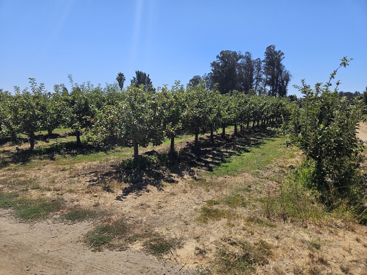 Billy Bob Orchards apple orchard in Watsonville, California
