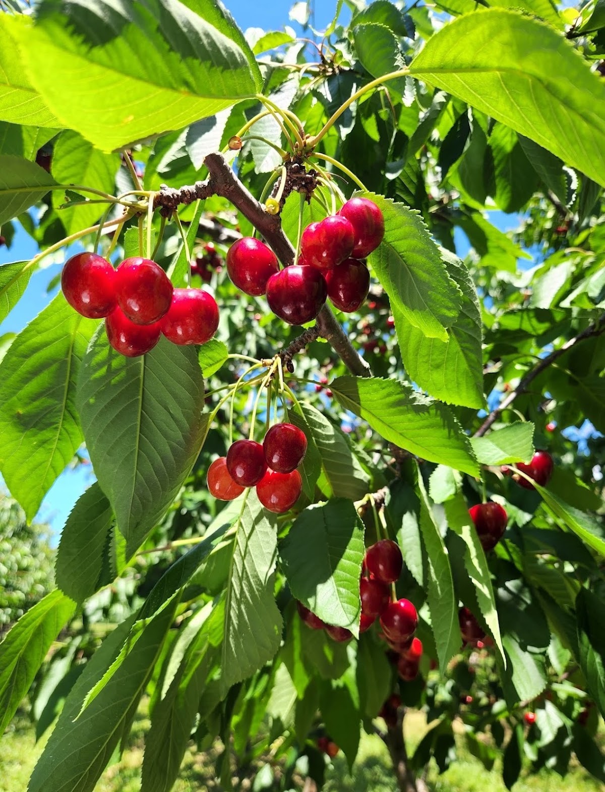 Fruit Valley Orchard apple orchard in Oswego, New York