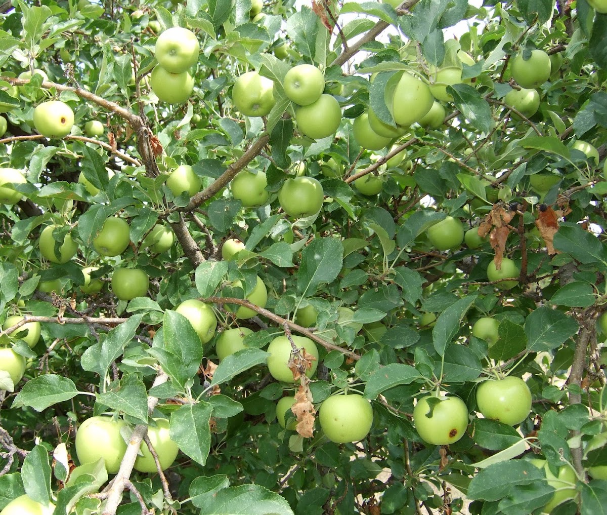 Nelms Farm apple orchard in Golden, Colorado