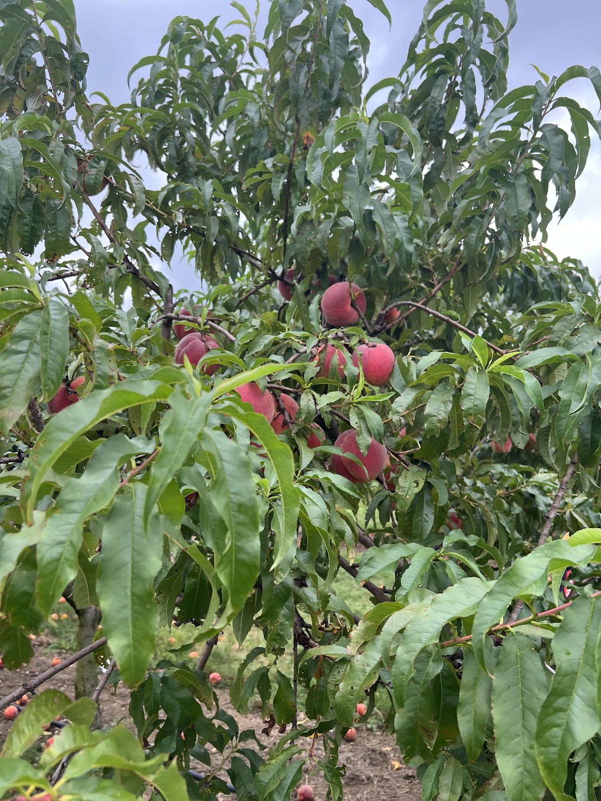 Haynes Peach Orchard (formerly called Davis Peach Farm) apple orchard in Wading River, New York
