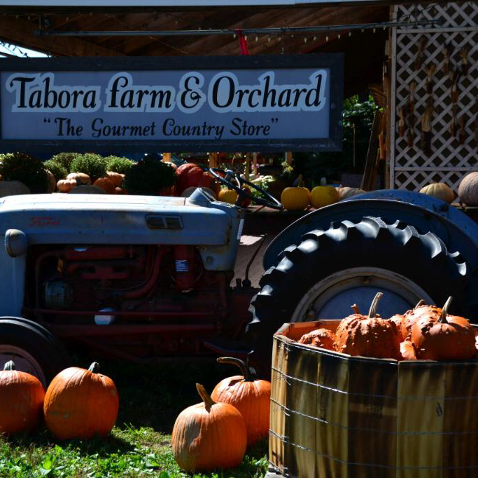 Tabora Farm and Orchard apple orchard in Chalfont, Pennsylvania